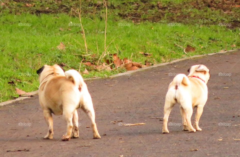 pug backs