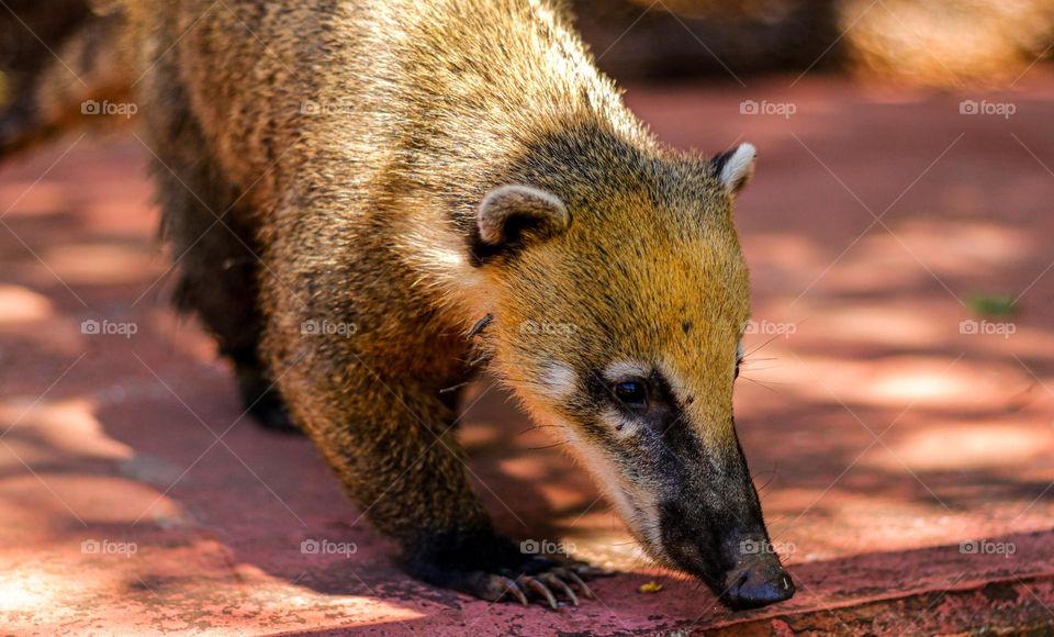 buscando comida