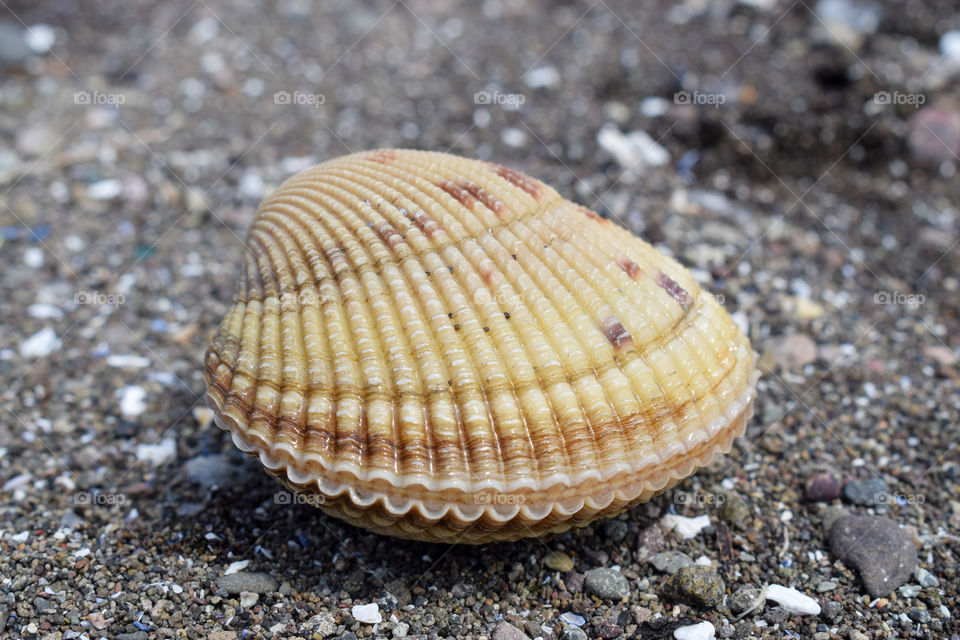 shell