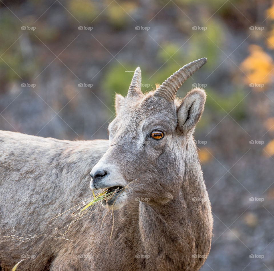 Big Horn Sheep