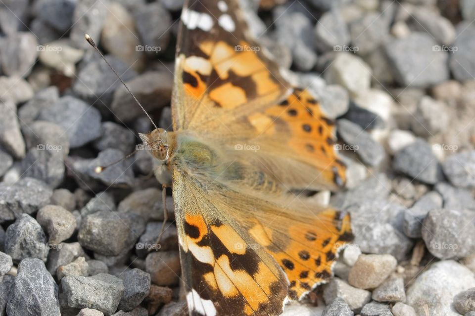 Close-up of an orange butterfly