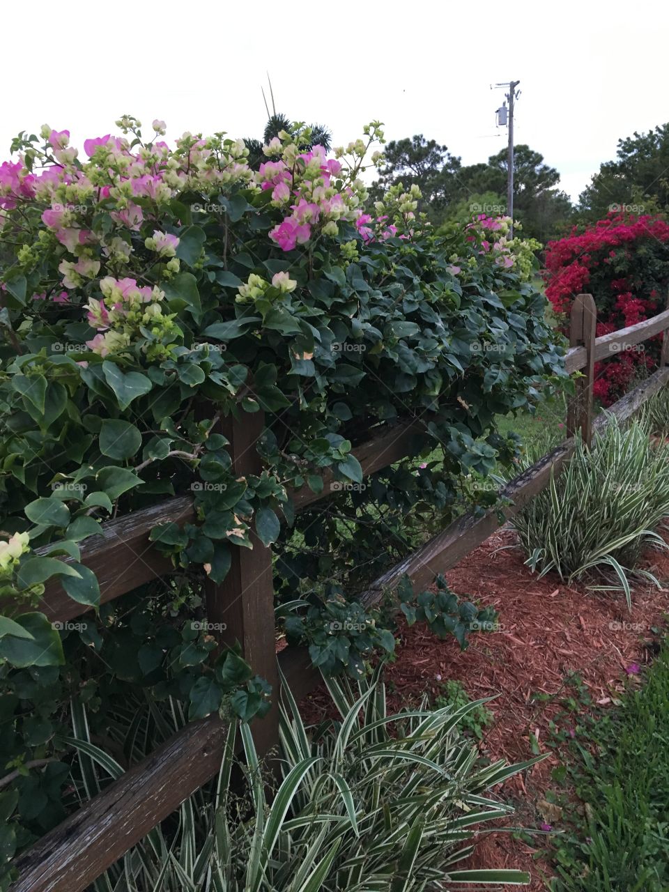 Bogen Villa flowers On a fence