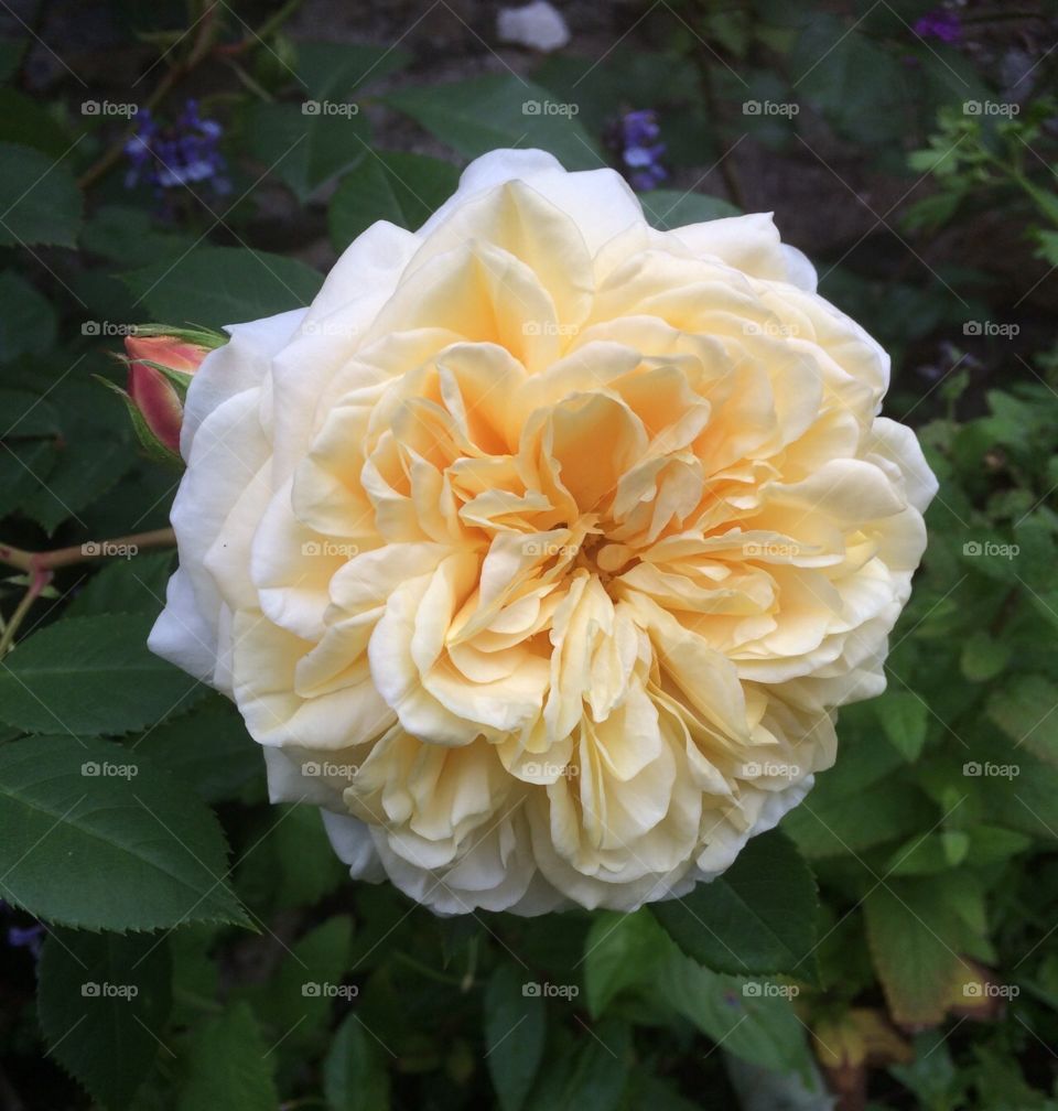Stunning rose in full bloom in the summer garden.