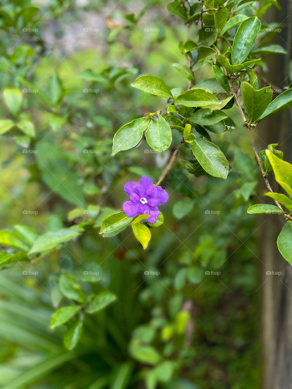 Plant portraits. Purple flower 