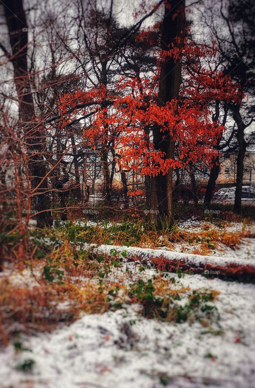 Snow, trees, autumn leaves, fallen tree