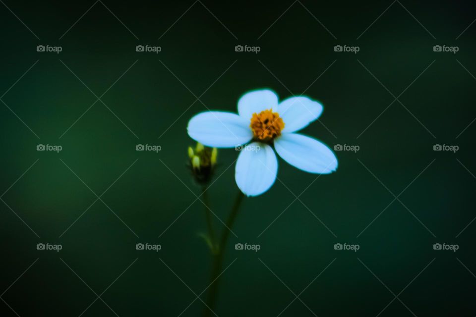 white color flower with orange color
