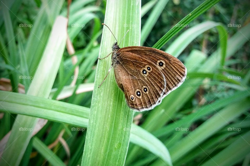 little garden butterfly
