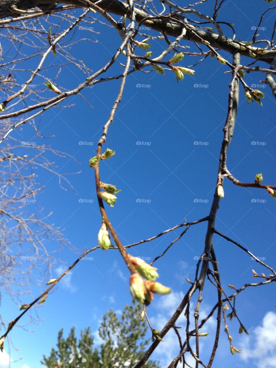 Spring tree buds