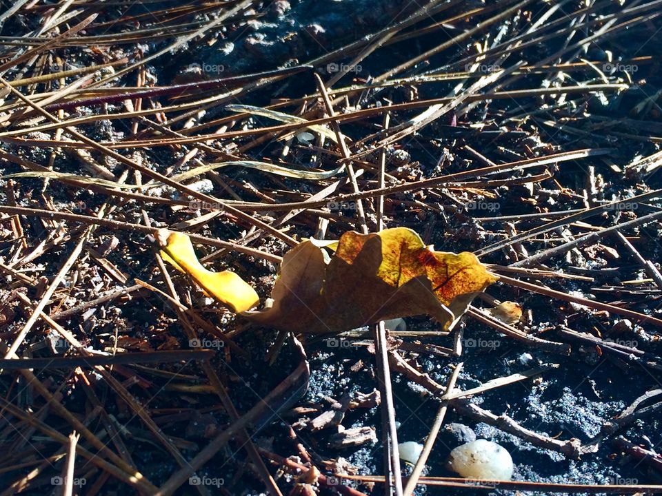 Autumn leaf in the sun