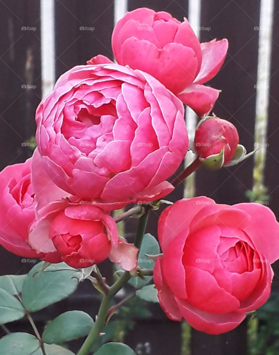 sentimental multi-flower pink rose