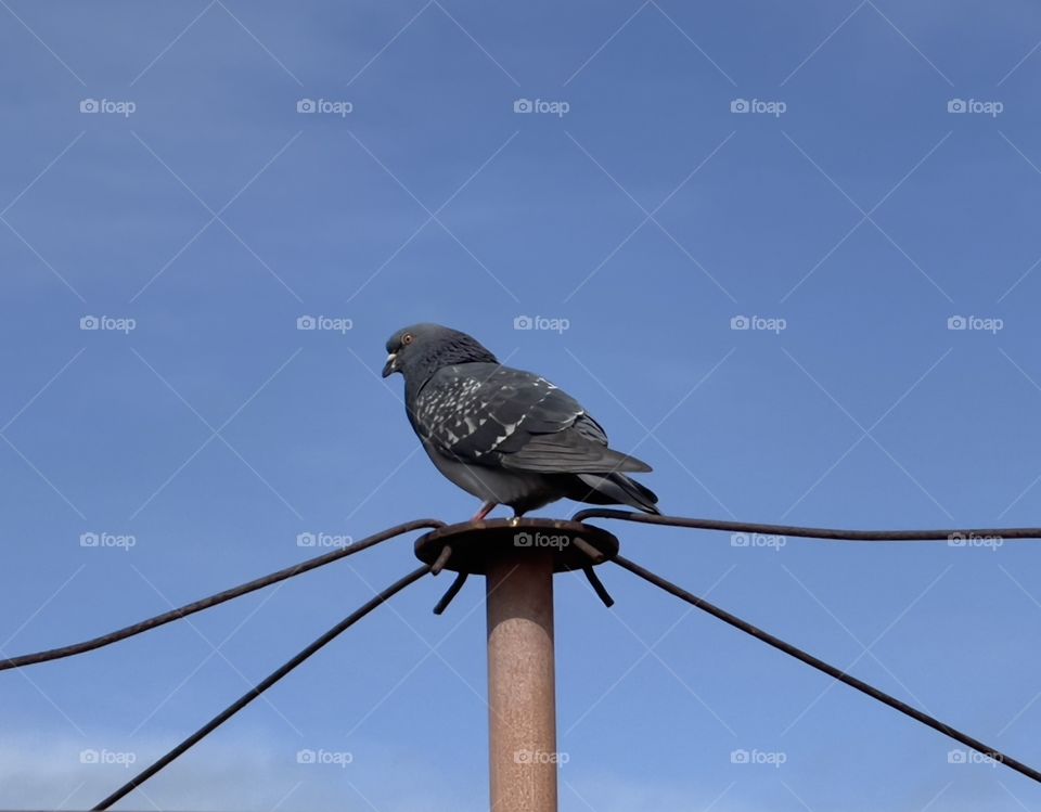 South Australian feral pigeon perched on top of outdoor metal laundry line, against blue sky backdrop, backyard urban birds, nuisances pests 