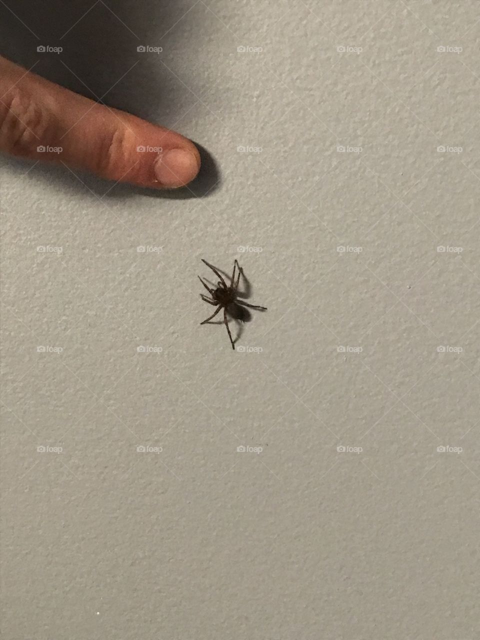 Spider on wall