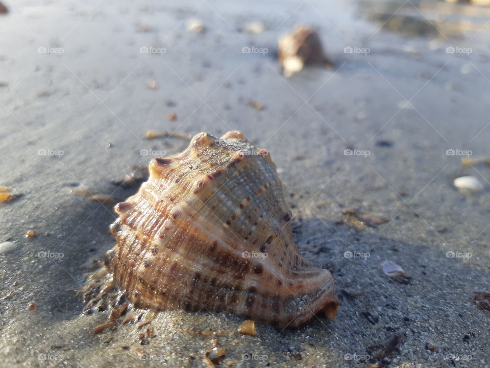 lonely seashell