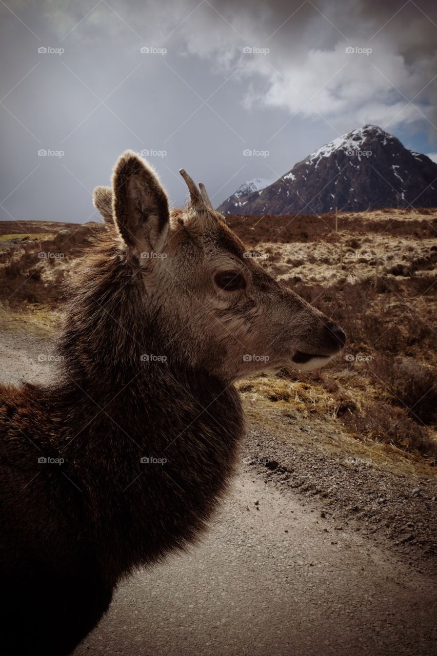 Deer In Scotland, Deer In Scottish Mountains, Wildlife In Scotland, Nature Photography, Deer Portrait, Closeup Of A Buck, Humans And Animals 