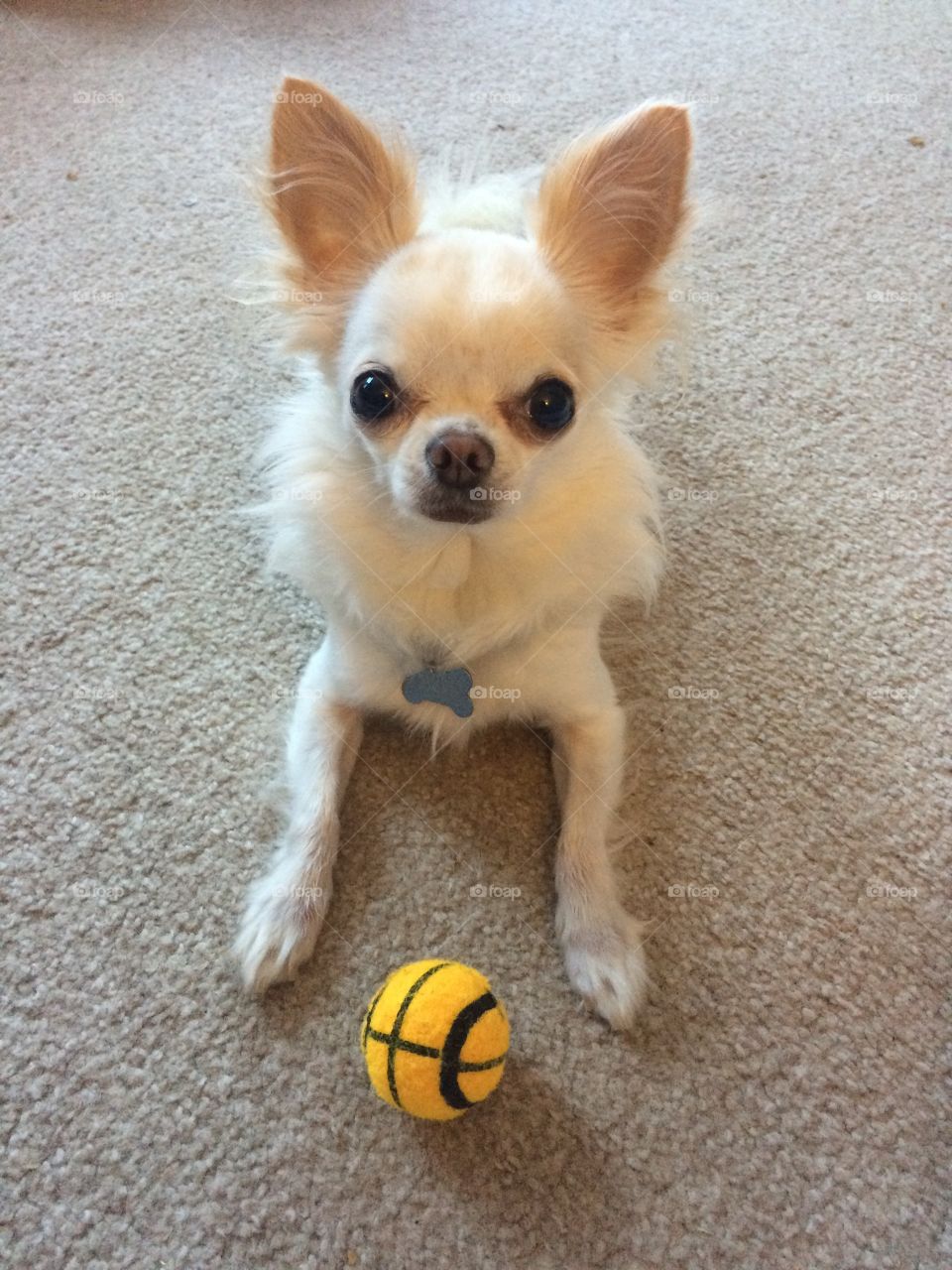 Waiting to play Fetch