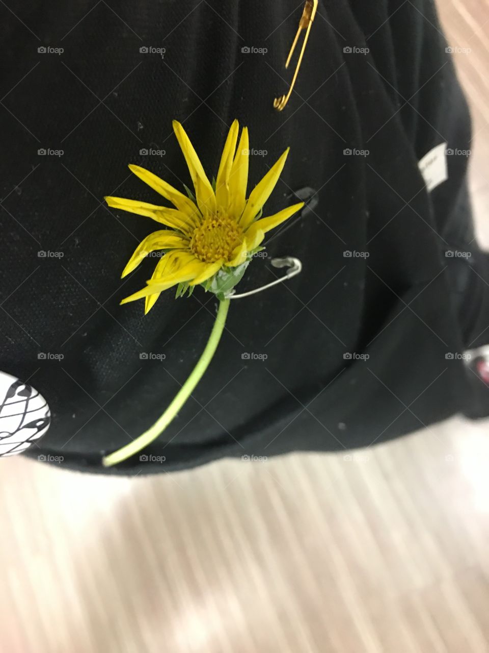 Single yellow daisy