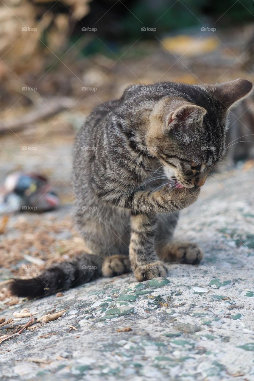 A kitten is cleaning it's coat