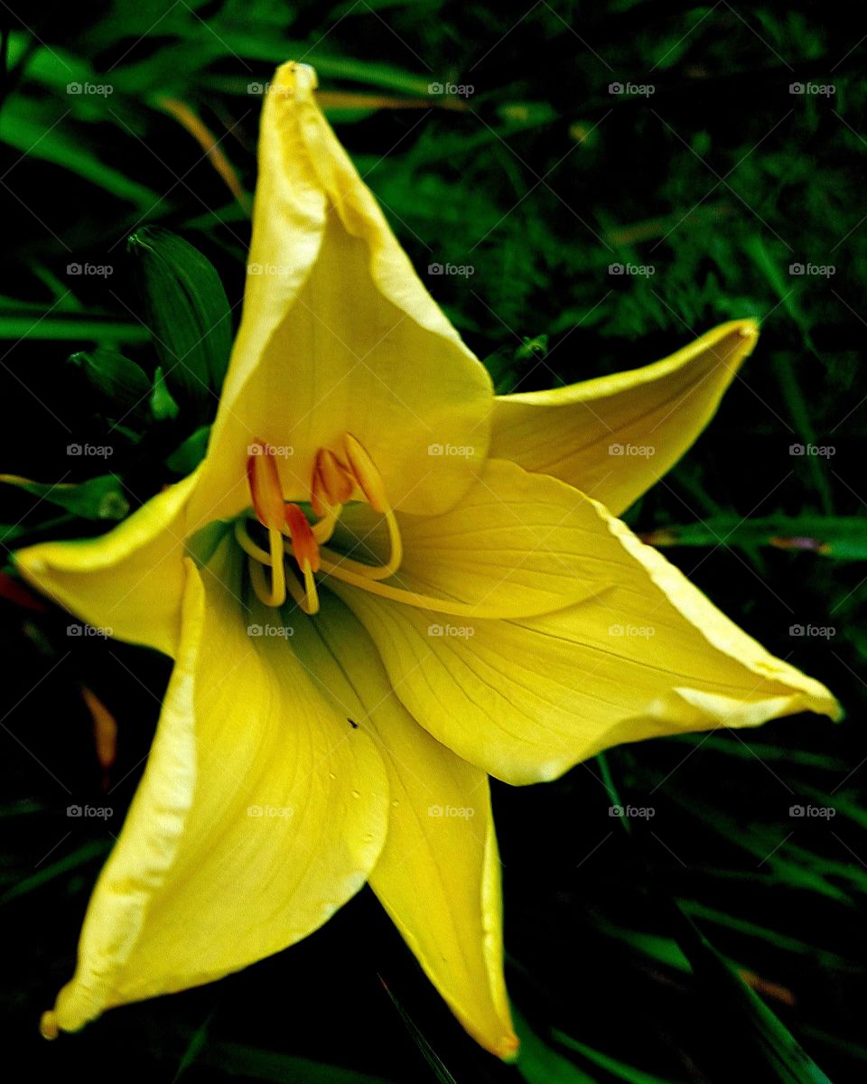 Lily from the summer