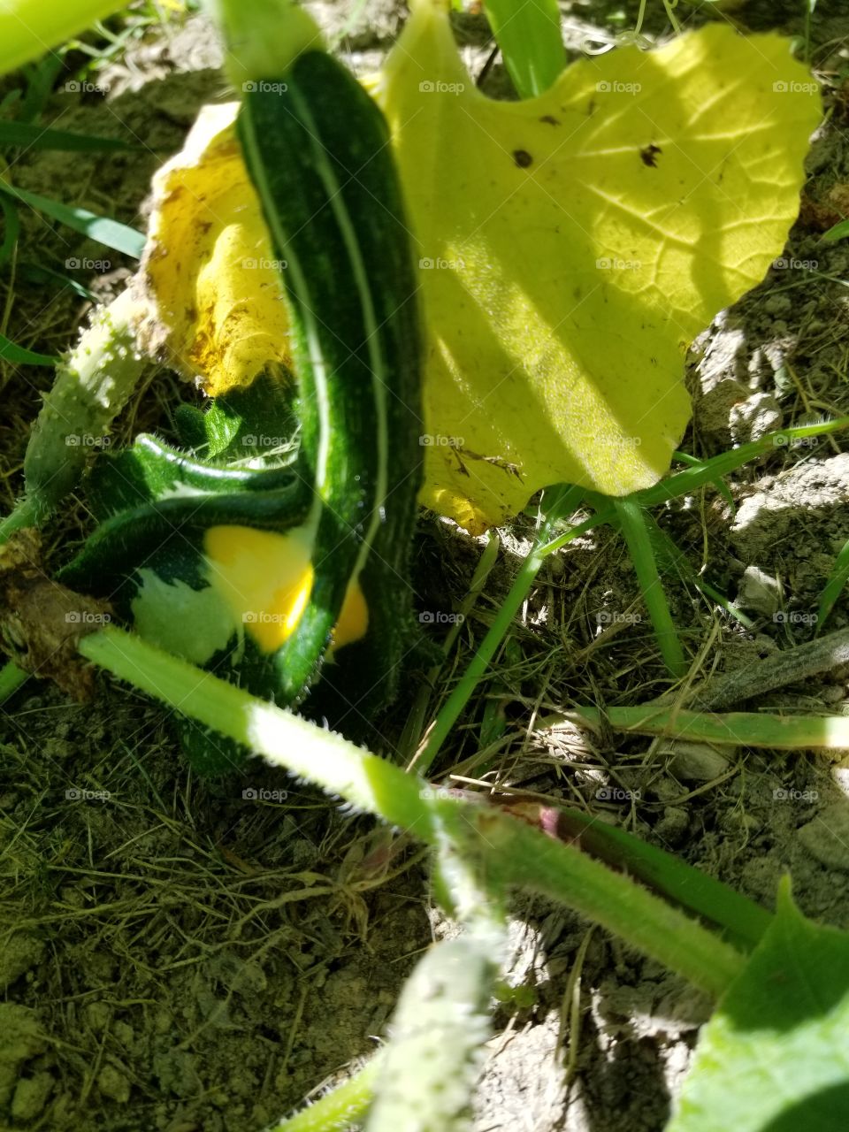 Vegetable, Food, Nature, Leaf, Garden