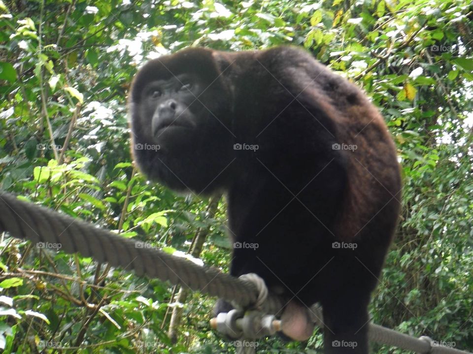 Monkey. Monkey in Costa Rica