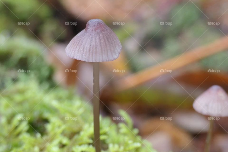 Little mushroom