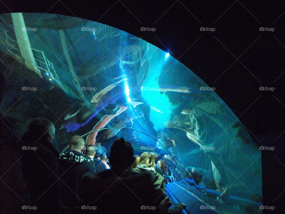 People walking in an Aquarium tunnel