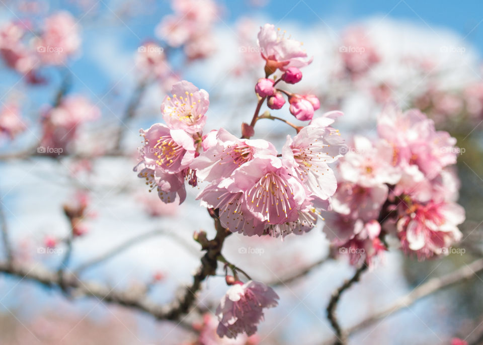 Cherry tree