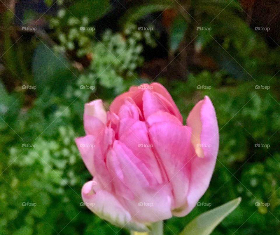 Pink tulip