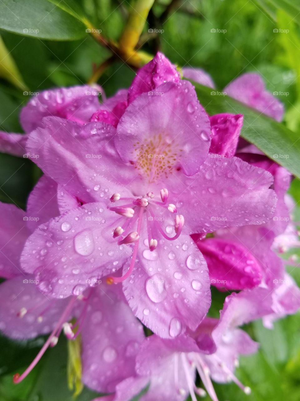 Clear raindrops sitting on my dark and pink petals helping me grow.
