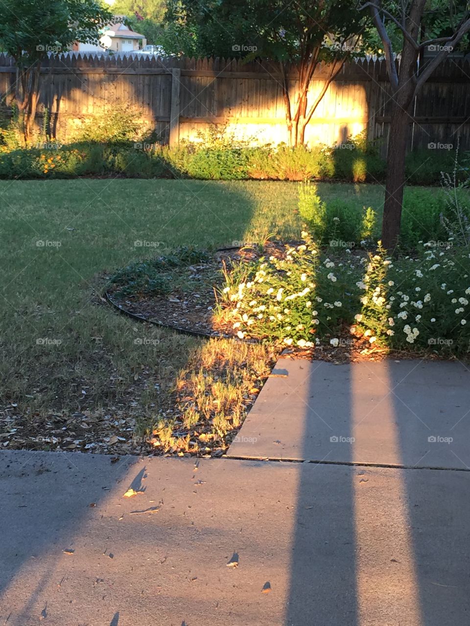 Golden Hour shadows . Shadows in the garden during the morning hours