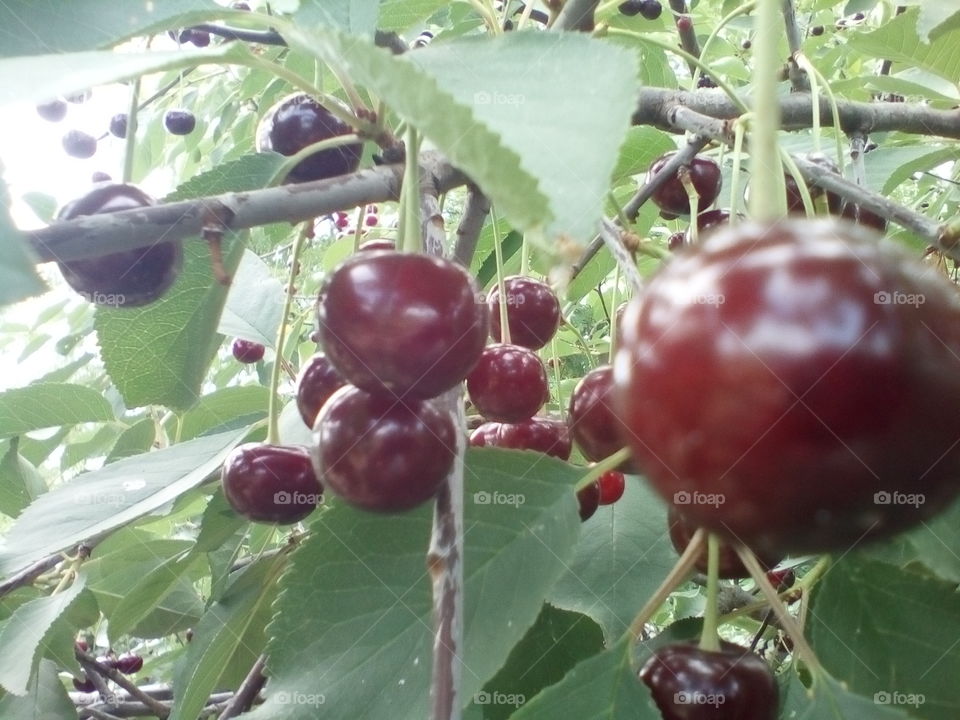 tree, cherry, leaves, ripe cherry, summer, green leaves, cherry on a branch,