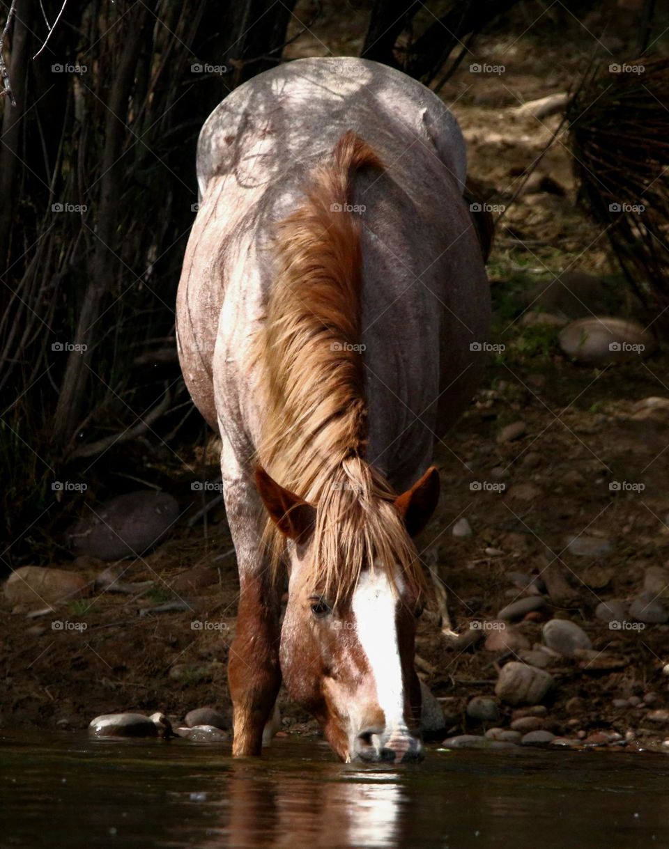 Wild Horse Drinking in River