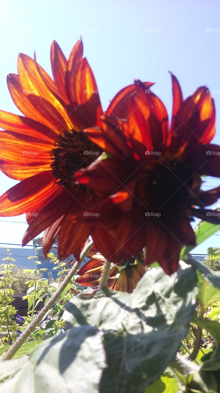 red sunflowers