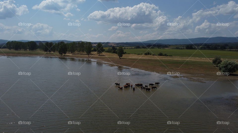 Animals in the water 