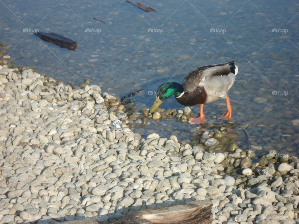 wild duck on the lake Bundek,Zagreb,Croatia