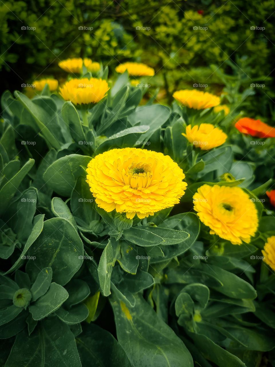 beautiful yellow flowers
