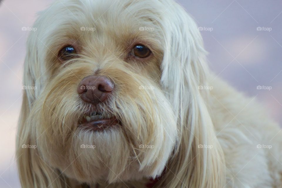 A portrait of a fluffy, adorable, domestic dog captured in a park in San Miguel de Allende, Mexico.