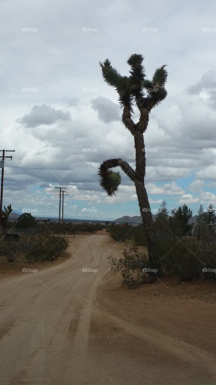 Apple Valley dirt road