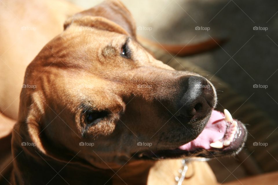 Smiling Rhodesian Ridgeback