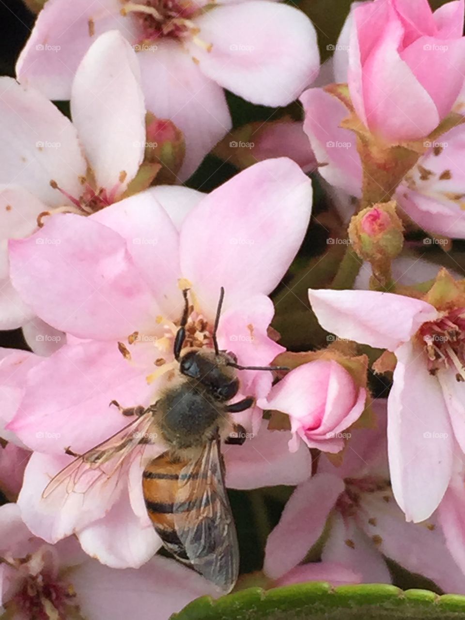 Bee on a bud