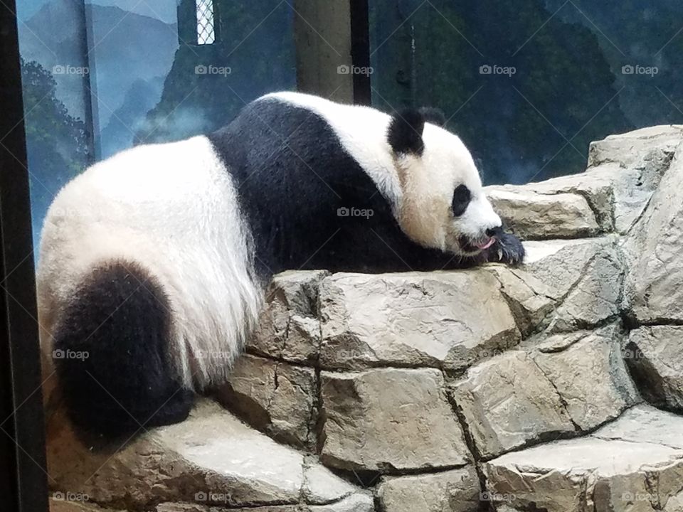 Panda rests