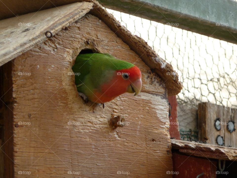 Sitting in the nest 