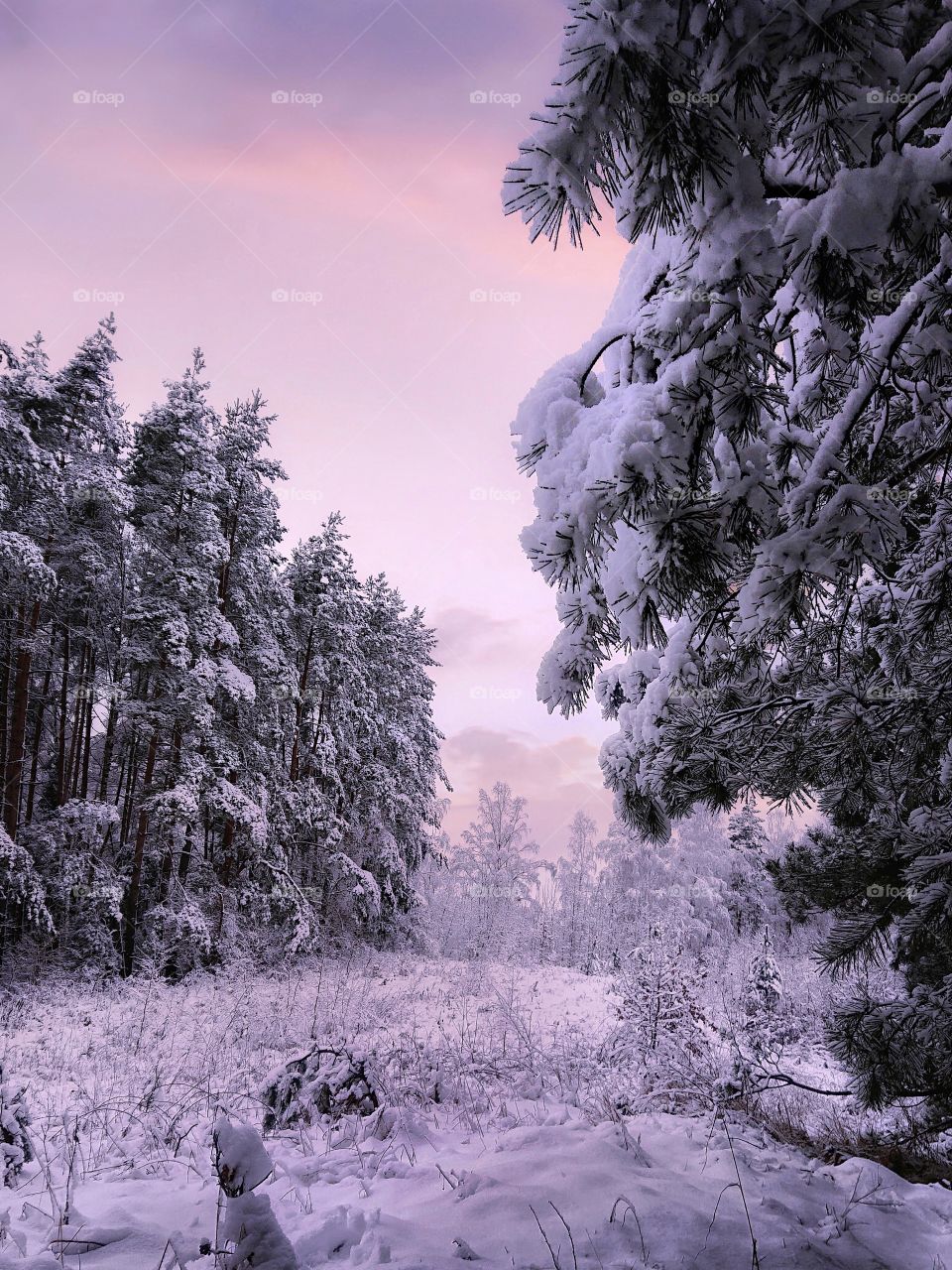 Winter forest