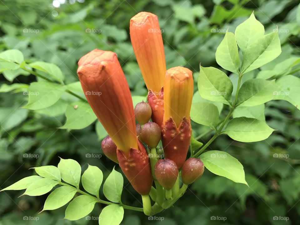 Orange buds