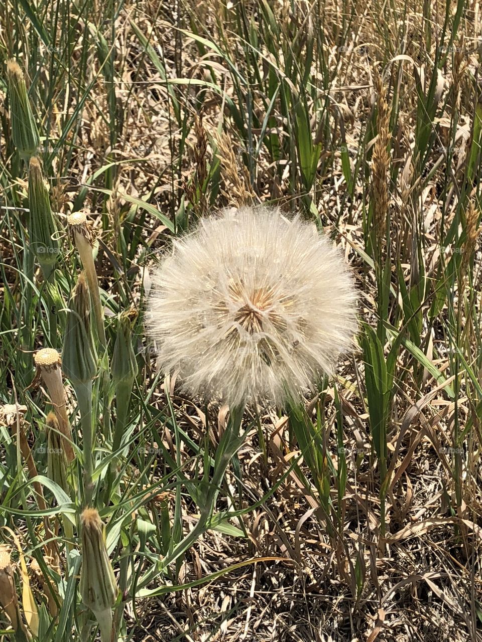 Dandelion 