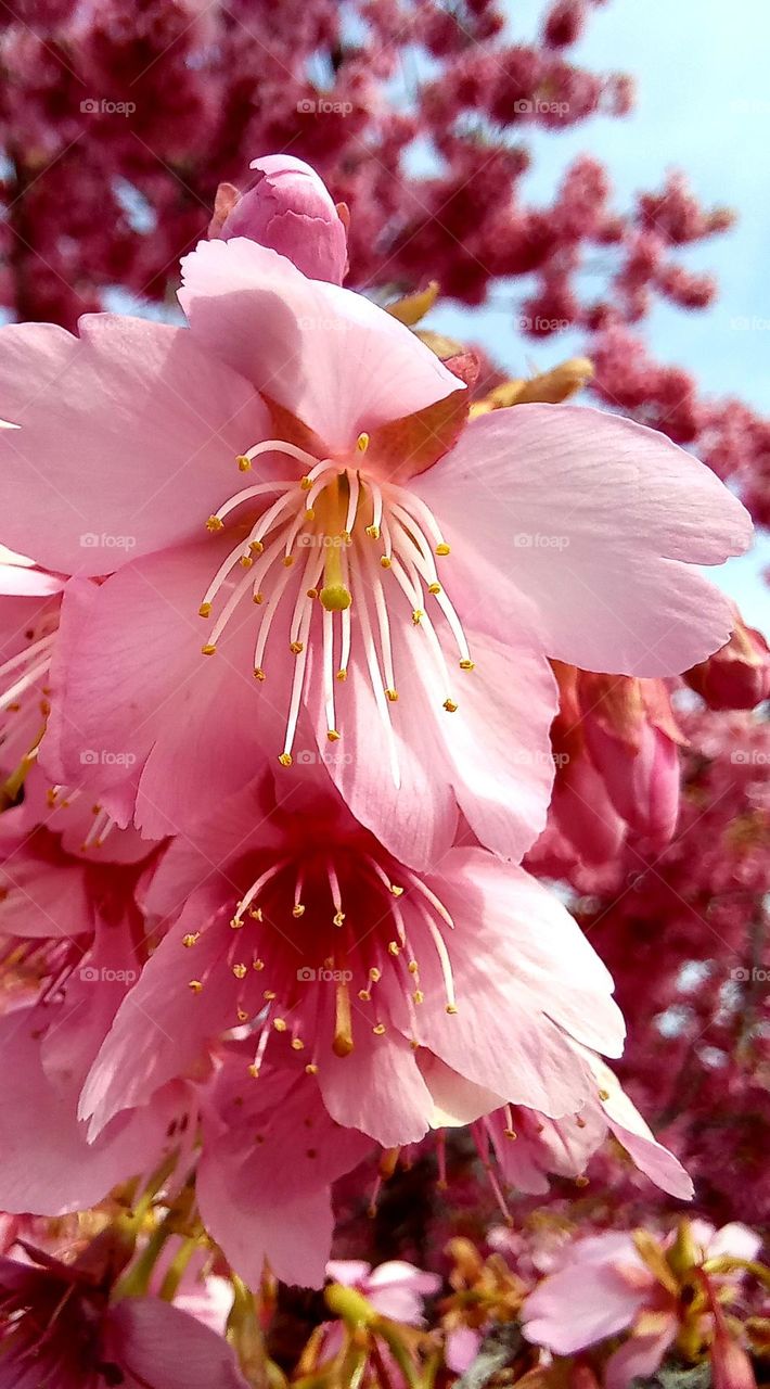 Japanese cherry tree