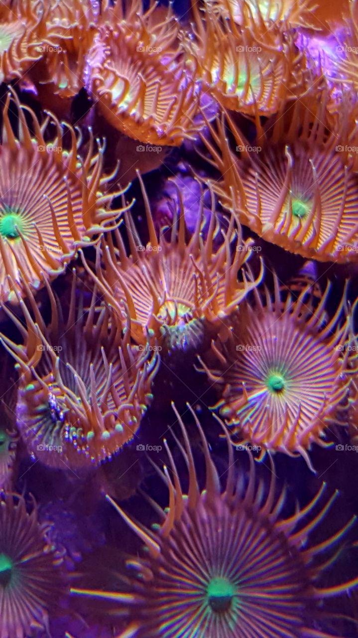 paly polyp coral