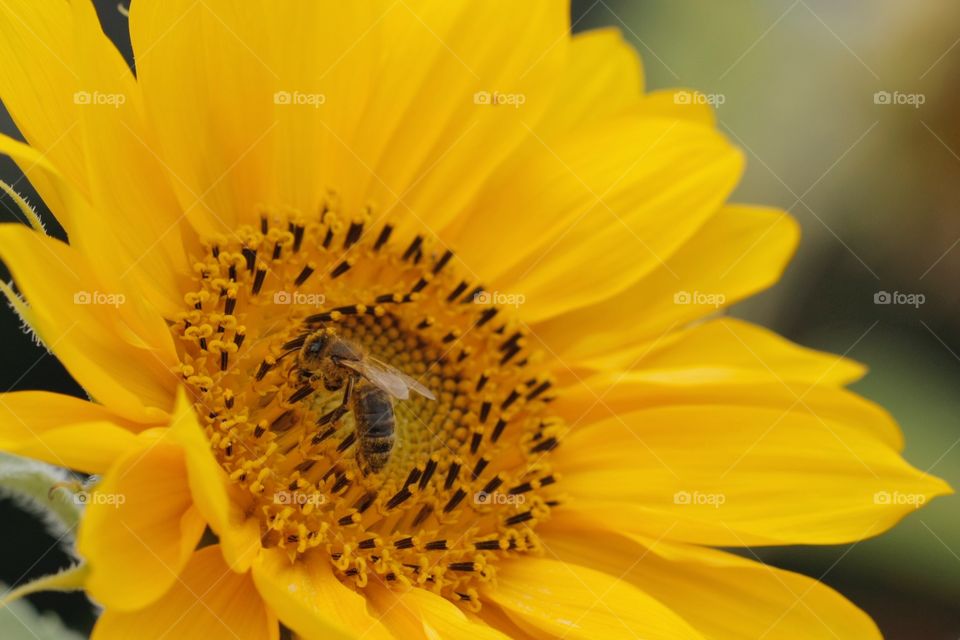 Bee collecting pollen on a sunflower
