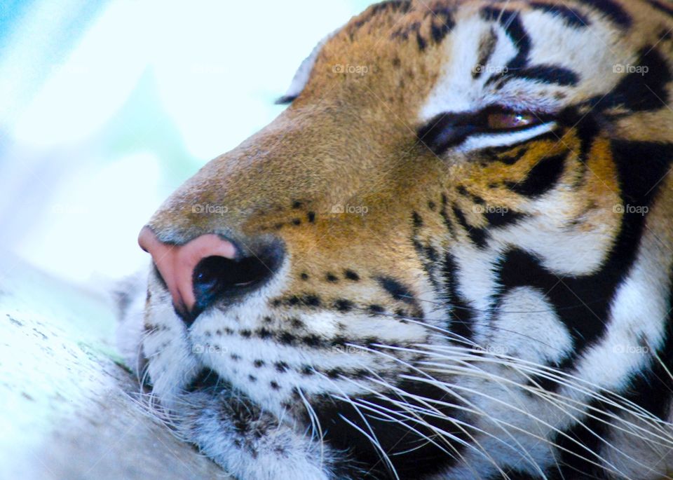 Profile portrait of Friendly tiger