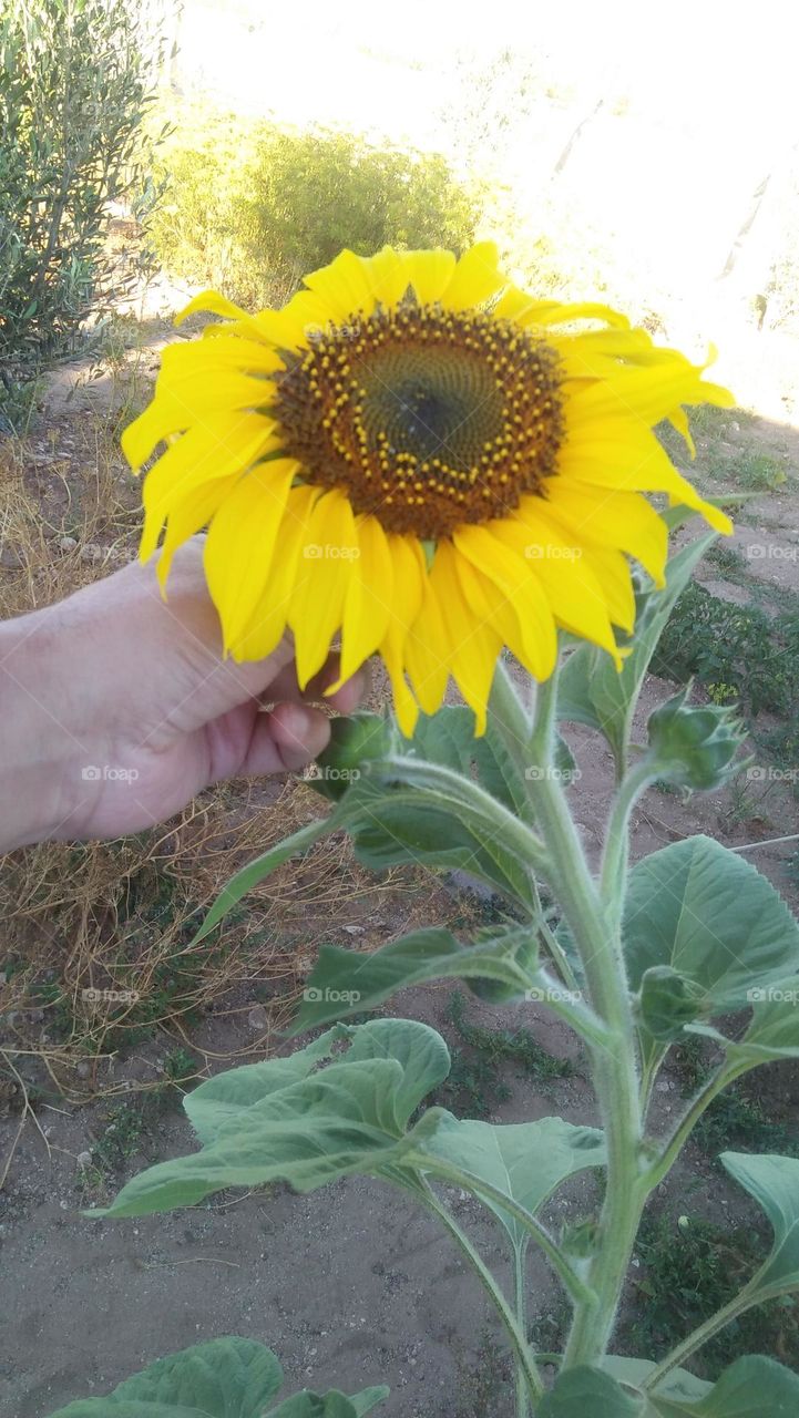 Yellow sunflower.